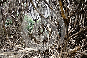 Dry palm thickets after a fire in the jungle