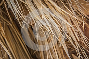 Dry Palm Tree Leaves Close-Up