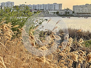 Dry pampas grass on the Kaban lake in the center of Kazan, Russia