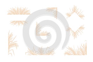 Dry pampas grass. Set of floral border frames design. Beige cortaderia in boho style. Vector flowers isolated on white