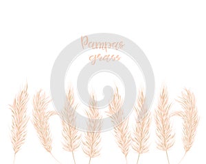 Dry pampas grass set. Illustration in the boho style. Dried plant for decoration, frame, backdrop, fabric print, retro