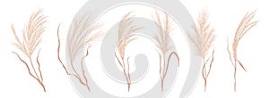 Dry pampas grass vector set. Watercolor field autumn design elements. Boho fall illustration of dried plant