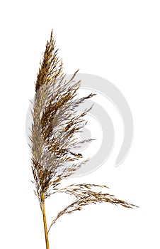 Dry panicle of a single reed photo