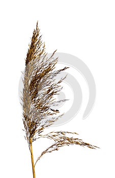 Dry panicle of a single reed