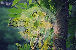 Dry papaya leaves due to lack of water intake