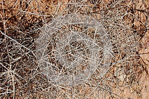 Dry, Parched Desert with Thorny Brush