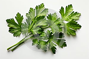 Dry Parsley on white background