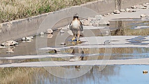 The Dry Patches of Life-hawk walk water-