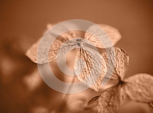 Dry Peach Fuzz hydrangea petals closeup. Color of the year 2024 Peach Fuzz