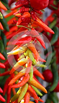 Dry peppers: Pimientos Choriceros, dry hot guindilla peppers