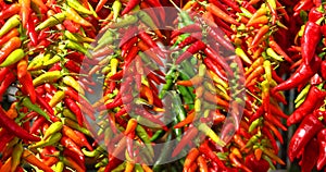 Dry peppers: Pimientos Choriceros, dry hot guindilla peppers photo