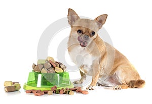 Dry pet food and fat chihuahua