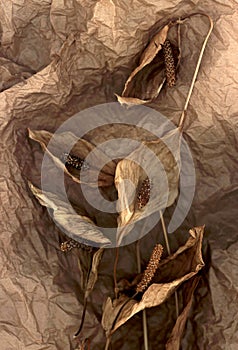 Dry petals of Calla