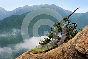 Dry pine against cloudy seorak mountains at the Seorak-san