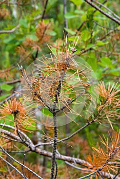 Dry pine branch