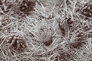 Dry pine cone on the ground