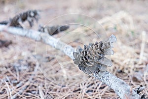 Dry pine cones on branch on the ground