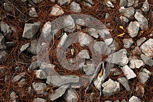 Dry pine needles on the grey rocks. Texture background.