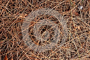 Dry pine needles texture.
