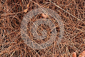 Dry pine needles texture.