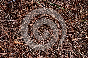 Dry pine needles texture.
