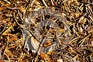 Dry pine needles - textures and backgrounds