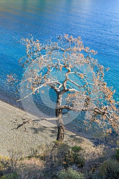 Dry pine tree on a beach near to crystal blue sea. Cirali, Antalya Province in Turkey