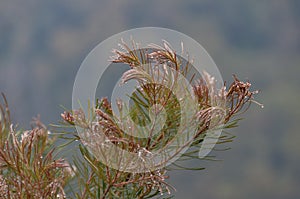 Dry pine tree branch close up background