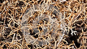 Dry pine tree branches, texture, background close up