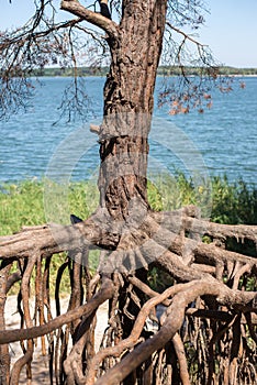 Dry pine tree with unusual roots in a forest. root system