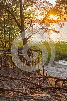 Dry pine tree with unusual roots in a forest. root system