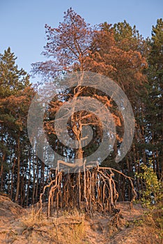 Dry pine tree with unusual roots in a forest. root system