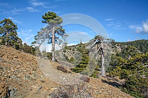Dry pineapple tree, summer day in mountains