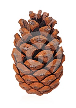 Dry pinecone