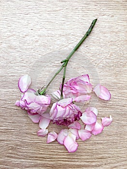 Dry pink head Rosesand petals  . Flower laying isolated on wooden background. Pink head Roses isolated on wooden