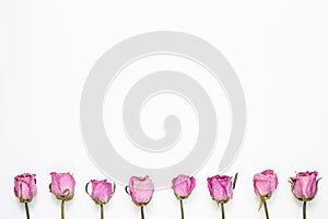 Dry pink rose flowers on white background