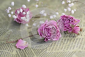 Dry pink roses on a background of an old newspaper. Romantic memories of the past