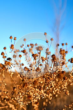 Dry plant against blue sky