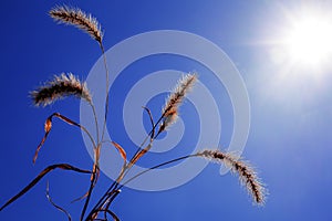 Dry plant against the sky