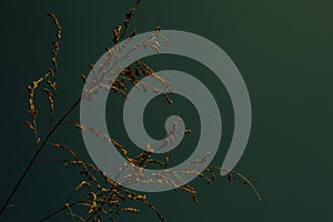 Dry plant against the sky