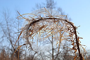 Dry plant against the sky