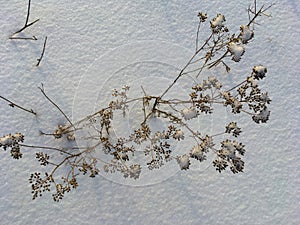 Dry plant on the background of white snow