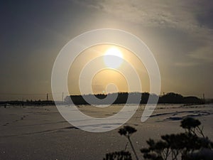 Dry plant on the background of white snow