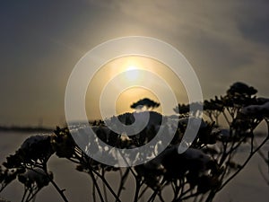 Dry plant on the background of white snow