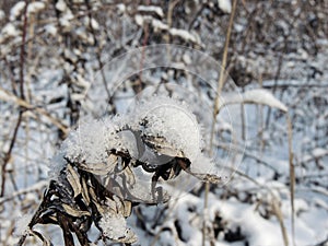 Dry plant covered with grainy snow and ice crystals in winter