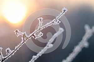 Dry plant covered with hoarfrost outdoors on winter morning, closeup. Space for text