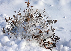 Dry plant covered in snow.
