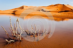 Dry plant in desert lake