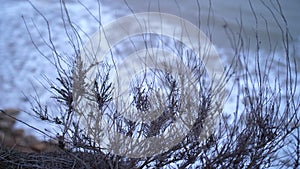 A dry plant on the edge of cliff above autumn troubled sea water