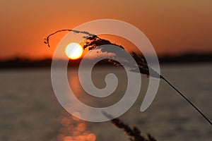 Dry plant head in sunset on the lake